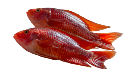 Fresh Red Fish Displayed on White Background for Culinary Use