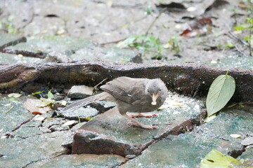 Close-up of a jungle myna by holding food in her beak