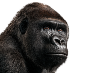 Majestic gorilla portrait zoo wildlife photography studio close-up. Isolated on transparent background, png.