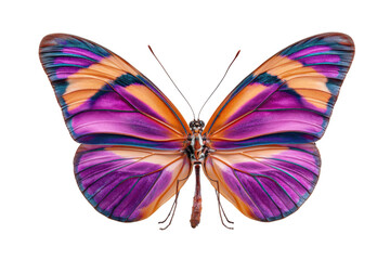 Obraz premium Vivid butterfly display nature macro photography studio portrait. Isolated on transparent background, png.