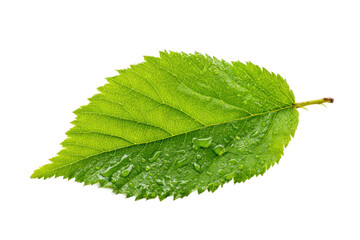 Fototapeta premium Fresh green leaf close-up nature scene high-quality image. Isolated on transparent background, png.