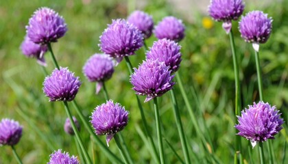 Fototapeta premium Close up of blooming purple chive flowers in a sunny garden with soft green background