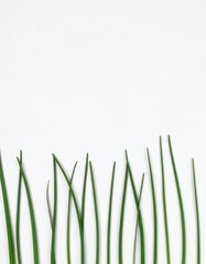 Fototapeta premium Fresh green chives arranged against a clean white background, creating a simple and natural visual element
