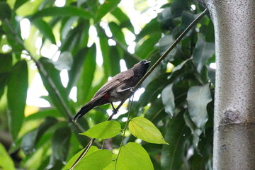A red vented bulbul is sitting on a thin branch of a tree