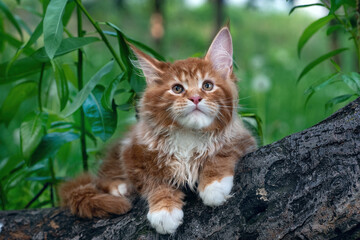 A big red maine coon kitten sitting on a tree in a forest in summer.