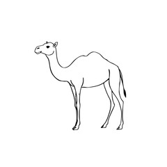 Simple line sketch of a camel in profile view  