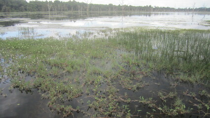 reeds on the river