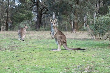 Photograph of a Kangaroo standing on grass in the midday sunshine in Capertee Valley in the Wollemi National Park in the Central Tablelands of NSW, Australia.