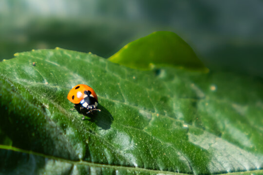 ladybird on a leaf