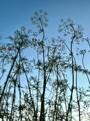 Dill bloomed against the sky.