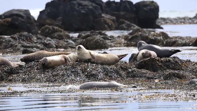 seals in Iceland