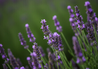 Obraz premium Lavender Field in Bloom: Aromatic Purple Flowers Against Soft Green Background.