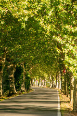 Tree Lined Road Avenue Green Arch Pathway