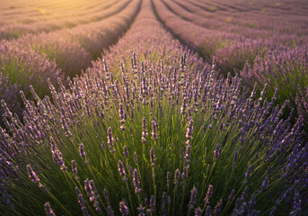 Fototapeta premium Lavender Field at Sunset: Rows of Purple Blooms Bathed in Golden Light.