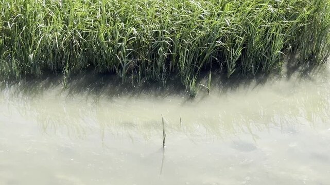 Reeds in a California slough at low tide	