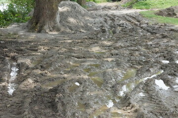 The ground became muddy due to heavy rain near a tree