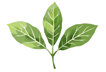 Obraz premium Green leaves illustration with detailed veins on white background 