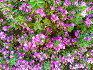 Fototapeta premium Cluster of Vibrant Pink Blossoms Surrounded by Green Leaves in Natural Setting
