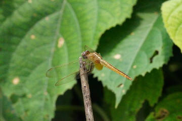 A yellow dragonfly in close up with a greenary background