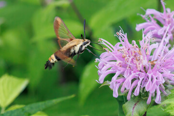 Hummingbird moth on bee balm
