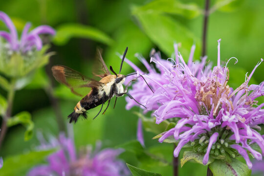 Hummingbird moth on bee balm