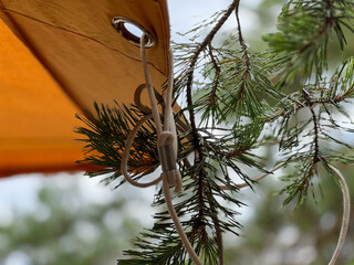 Rope holding pine tree branch near orange tent canvas on camping 