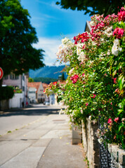 Fototapeta premium flores