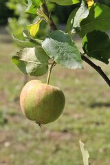 a small apple ripening on a tree, a small apple fruit, a fruit tree, a fruit on a branch