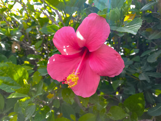 Pink Hibiscus Flower with Prominent Stamen Surrounded by Green Foliage