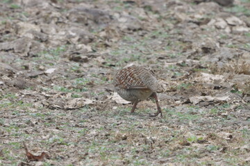 The Grey Francolin is a ground-dwelling bird known for its barred plumage and loud calls. Found in scrublands and open fields, it blends into its habitat with perfect camouflage and alert posture.