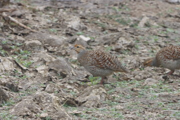 The Grey Francolin is a ground-dwelling bird known for its barred plumage and loud calls. Found in scrublands and open fields, it blends into its habitat with perfect camouflage and alert posture.