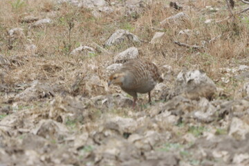 The Grey Francolin is a ground-dwelling bird known for its barred plumage and loud calls. Found in scrublands and open fields, it blends into its habitat with perfect camouflage and alert posture.