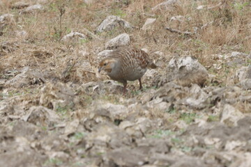The Grey Francolin is a ground-dwelling bird known for its barred plumage and loud calls. Found in scrublands and open fields, it blends into its habitat with perfect camouflage and alert posture.