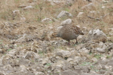 The Grey Francolin is a ground-dwelling bird known for its barred plumage and loud calls. Found in scrublands and open fields, it blends into its habitat with perfect camouflage and alert posture.