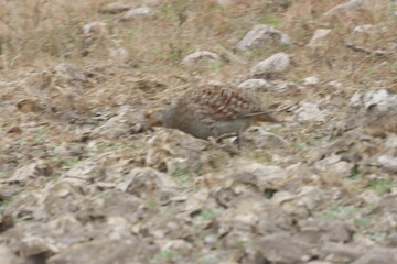 The Grey Francolin is a ground-dwelling bird known for its barred plumage and loud calls. Found in scrublands and open fields, it blends into its habitat with perfect camouflage and alert posture.