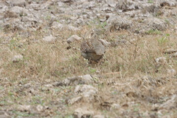 The Grey Francolin is a ground-dwelling bird known for its barred plumage and loud calls. Found in scrublands and open fields, it blends into its habitat with perfect camouflage and alert posture.