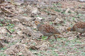 The Grey Francolin is a ground-dwelling bird known for its barred plumage and loud calls. Found in scrublands and open fields, it blends into its habitat with perfect camouflage and alert posture.