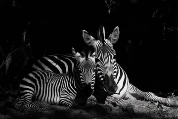 Zebra family resting under the shade in the Kenyan savannah during a warm afternoon, A zebra family are resting in the savannah in Kenya