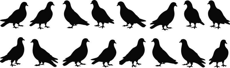 Flock of pigeons in various silhouette poses, bird vector illustration for wildlife, nature photography, animal movement, peaceful avian design content