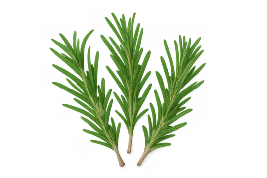 Sprigs of fresh green rosemary isolated on a transparent background, ready to add flavor to culinary creations