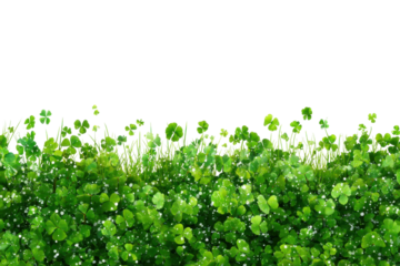 Lush green clover field outdoor nature scene vibrant environment. Isolated on transparent background, png.