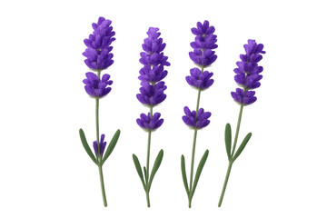 Naklejka premium Four lavender flowers growing on a transparent background, perfect for adding a touch of nature to any design