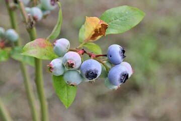 ripening blueberries, blueberries on the bush, natural fruit, fresh vitamins
