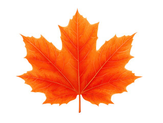 Obraz premium Captivating orange maple leaf nature close-up autumn serenity. Isolated on transparent background, png.