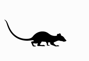 Fototapeta premium Silhouette of a small rodent crawling on white background 