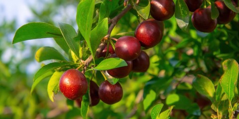 Obraz premium Clusters of ripe plums hanging on a tree branch with lush green leaves in bright sunlight.