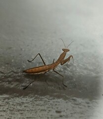 Brown European Praying Mantis (Mantis religiosa) on Concrete Surface – Macro Close-Up