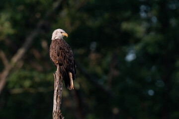 Adult Bald Eagle perched on a tree stump with green background