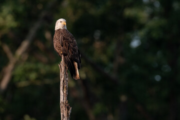 Adult Bald Eagle perched on a tree stump with green background