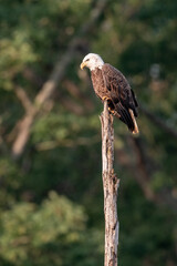 Adult Bald Eagle perched on a tree stump with green background